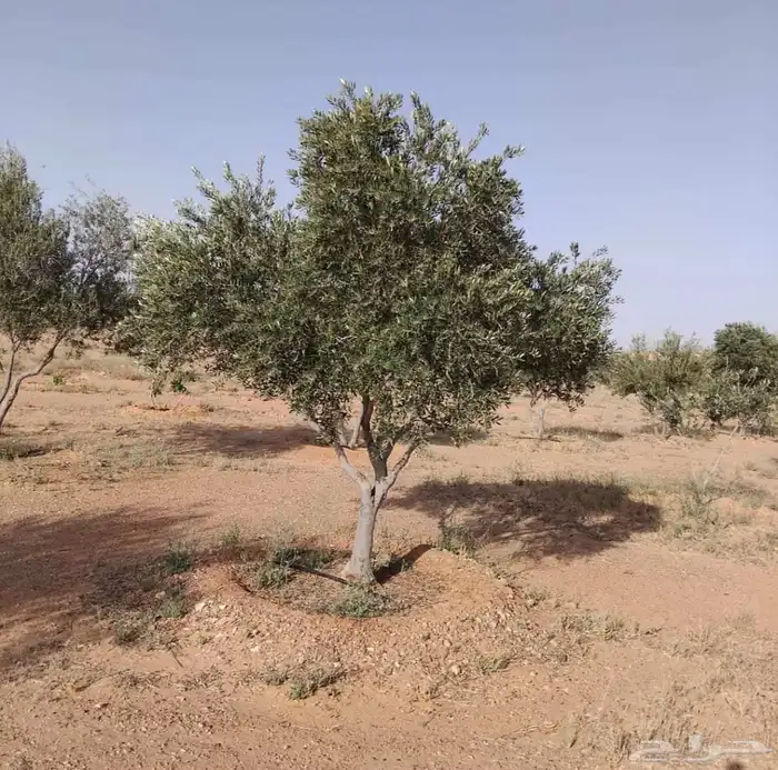 يوجد لدينا زيتون معمر مثمر جميع الأحجام ويوجد وسط ويوجد شتلا 6