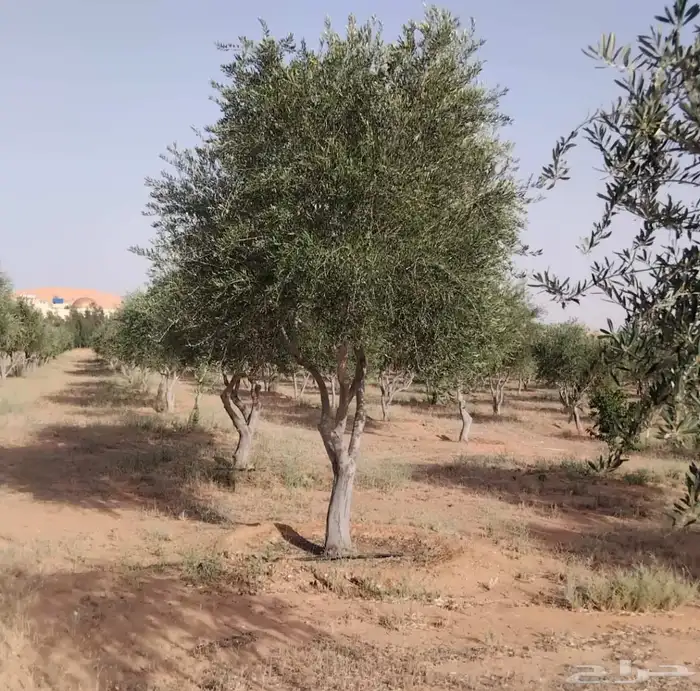 يوجد لدينا زيتون معمر مثمر جميع الأحجام ويوجد وسط ويوجد شتلا 7