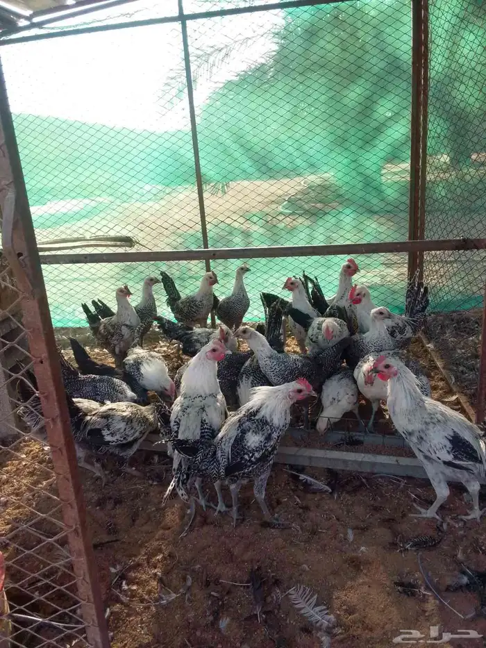 دجاج فيومي بلدي 1