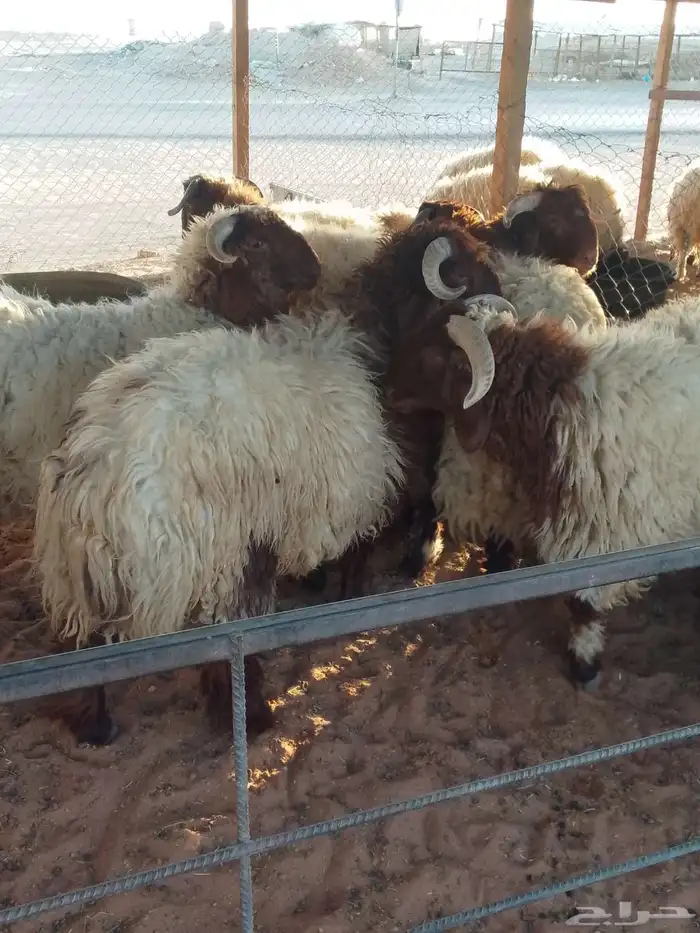 ذبايح طليان حري و نعيم 0