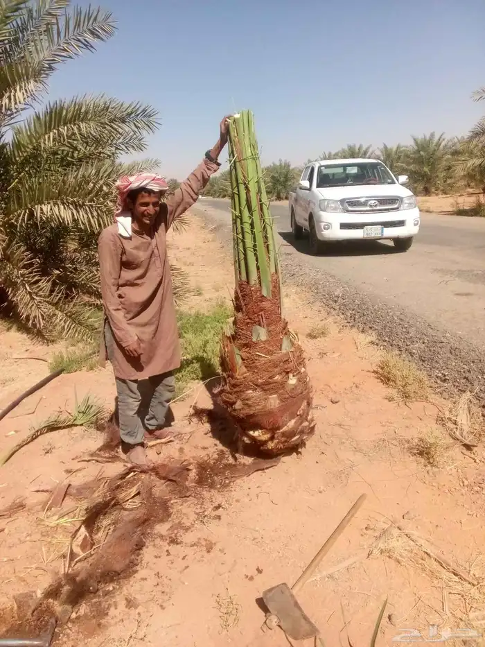 نخل البيع وقلع وغرس وتركيب شبوك 0