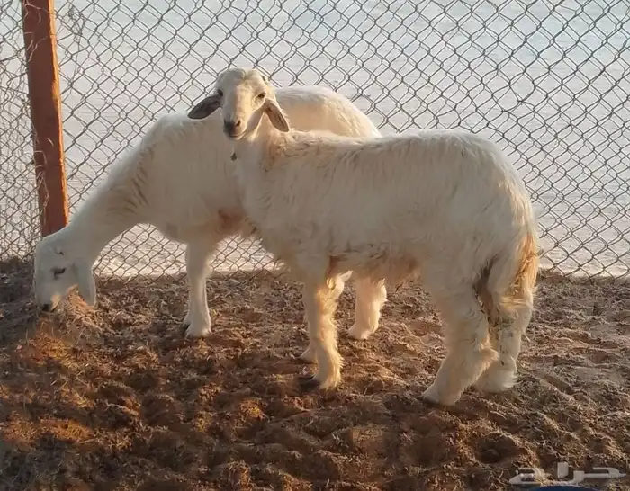 ذبايح طليان حري و نعيم 3