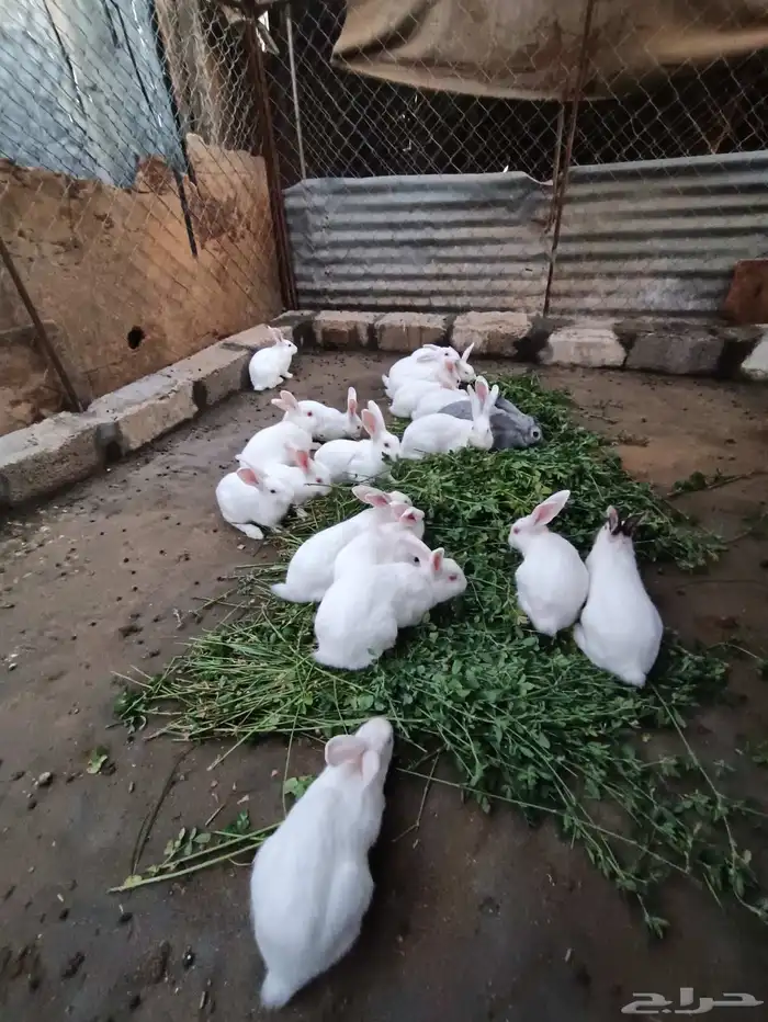 ارنب فرنسي 4