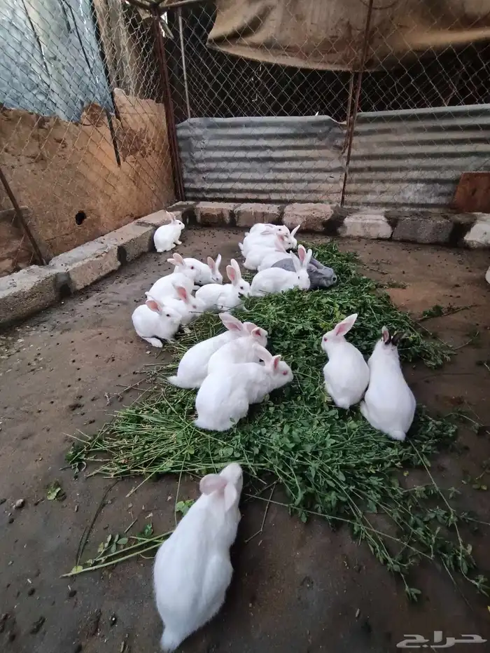 ارنب فرنسي 3