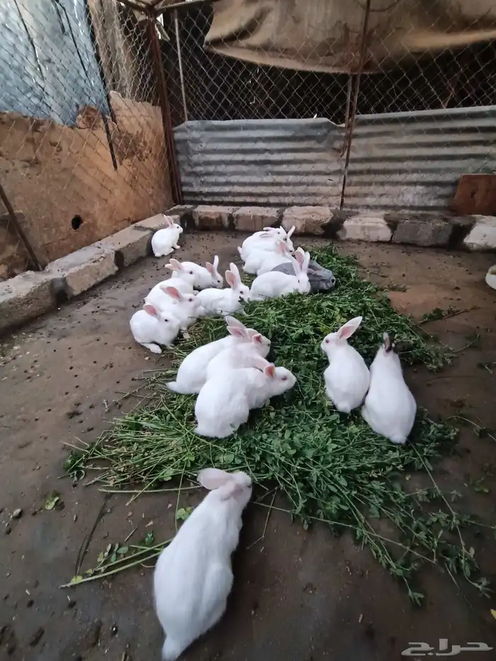 ارنب فرنسي 2