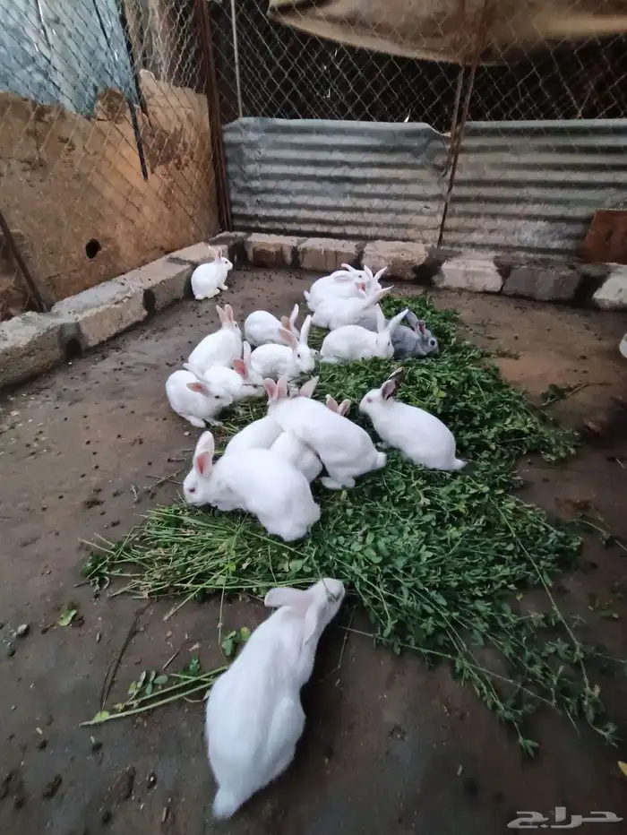 ارنب فرنسي 5