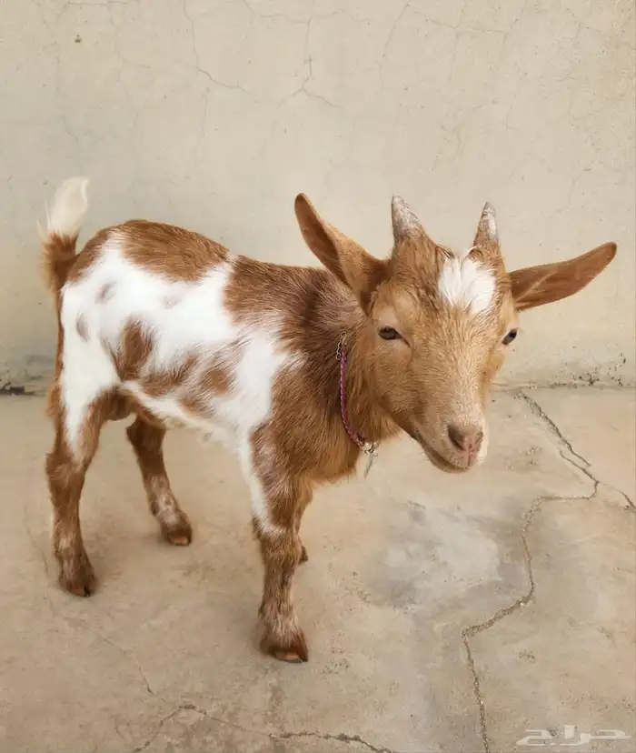 ماعز قزم تشيكي 0