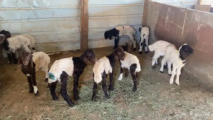 دواغير نعيم العدد 10 6