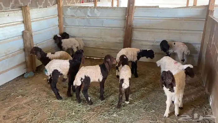 دواغير نعيم العدد 10 8