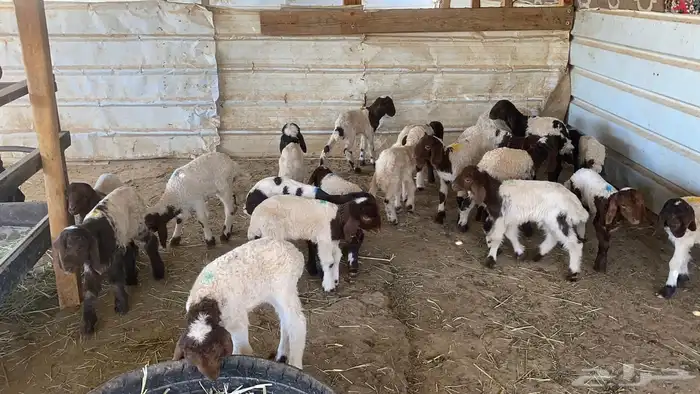 دواغيرنعيم العدد 20 1