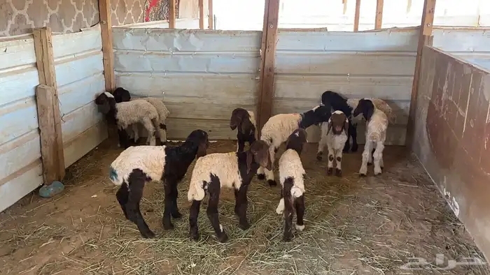 دواغير نعيم العدد 10 2