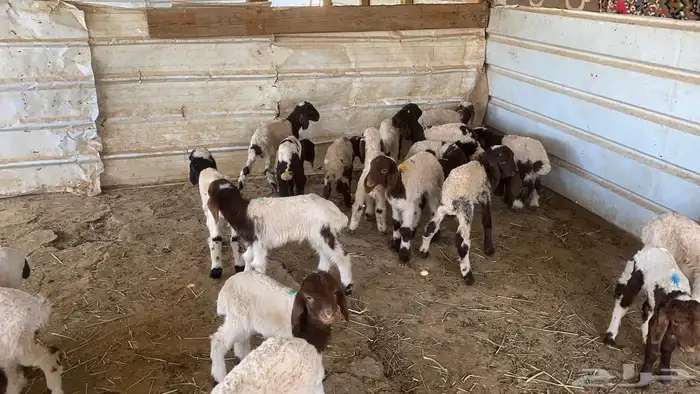 دواغيرنعيم العدد 20 4