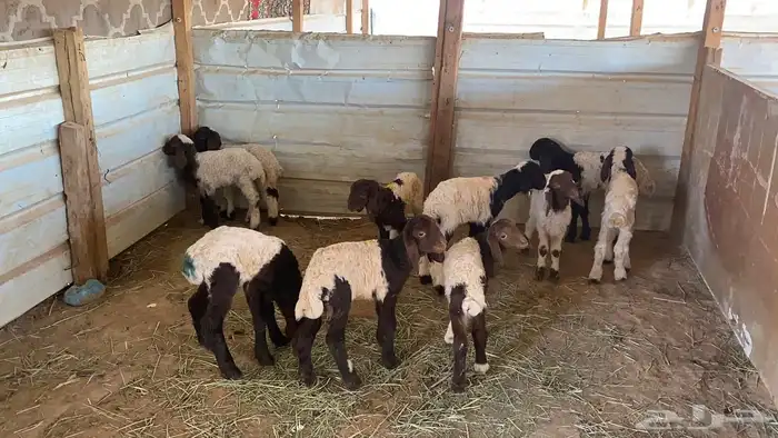 دواغير نعيم العدد 10 4