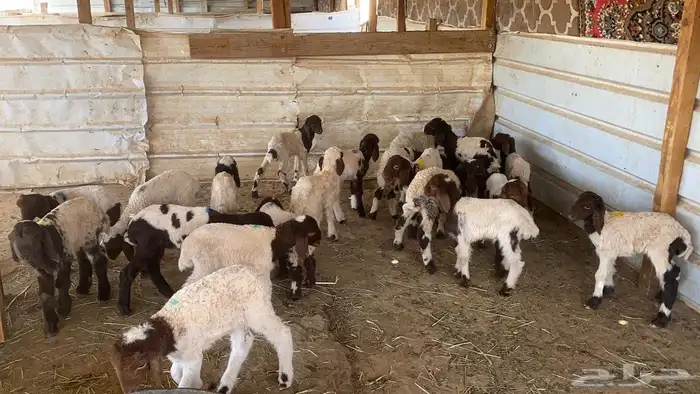 دواغيرنعيم العدد 20 2