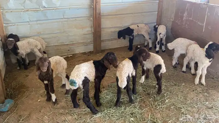 دواغير نعيم العدد 10 7