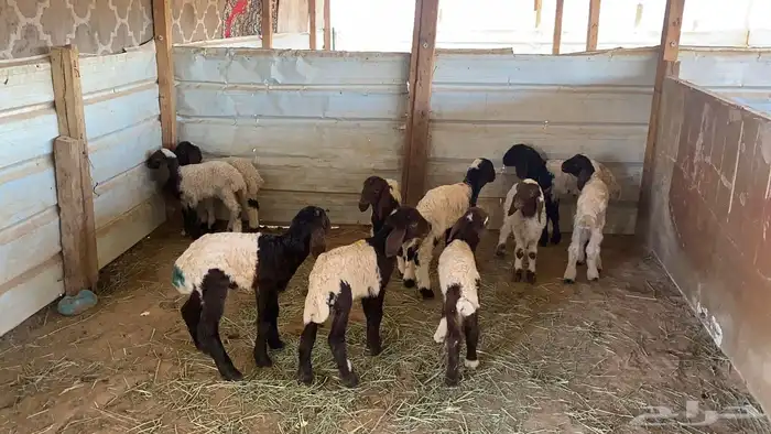 دواغير نعيم العدد 10 0