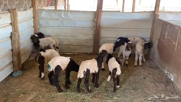 دواغير نعيم العدد 10 5