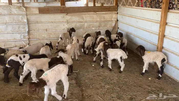 دواغيرنعيم العدد 20 0