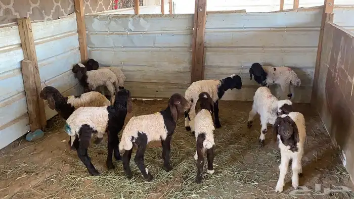 دواغير نعيم العدد 10 3