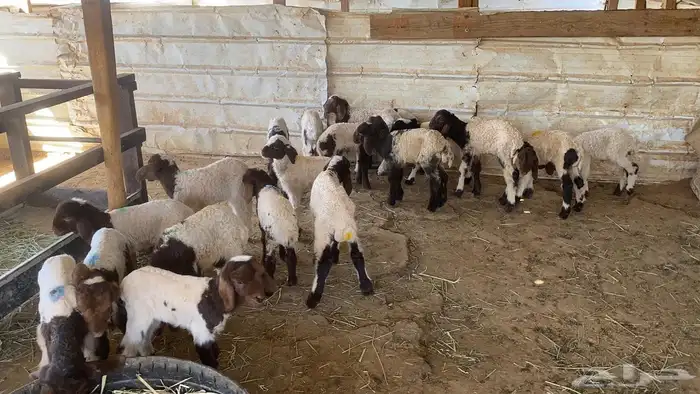 دواغيرنعيم العدد 20 7