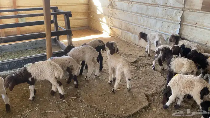 دواغيرنعيم العدد 20 9