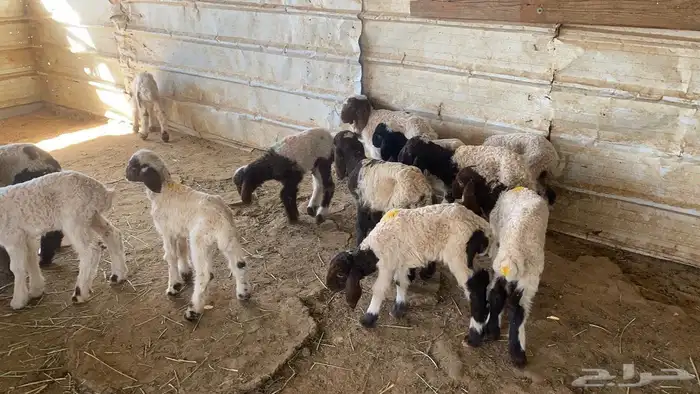 دواغيرنعيم العدد 20 8