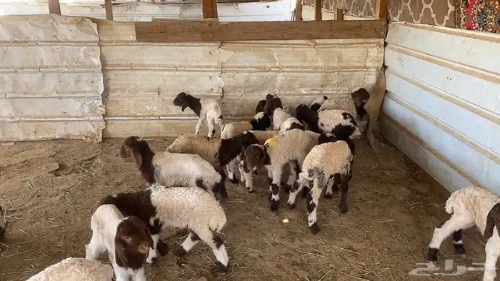 دواغيرنعيم العدد 20 3