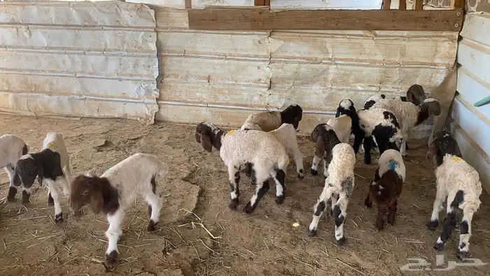 دواغيرنعيم العدد 20 6