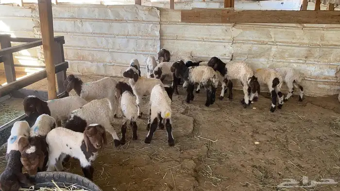 دواغيرنعيم العدد 20 5