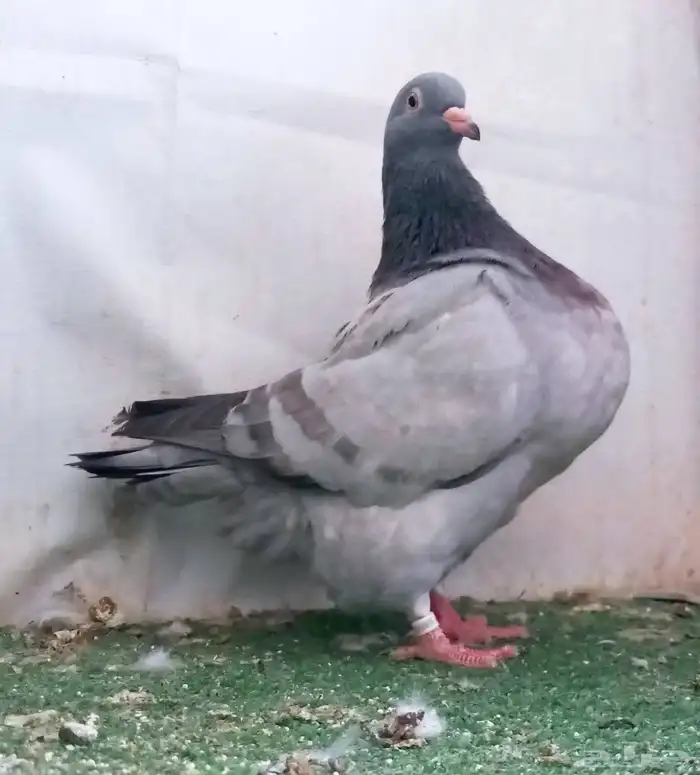 فنى تربية دواجن   روس 308وجميع أنواع الطيور 2