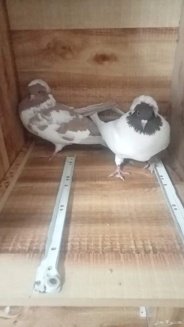 للبيع زوج سوداني 5