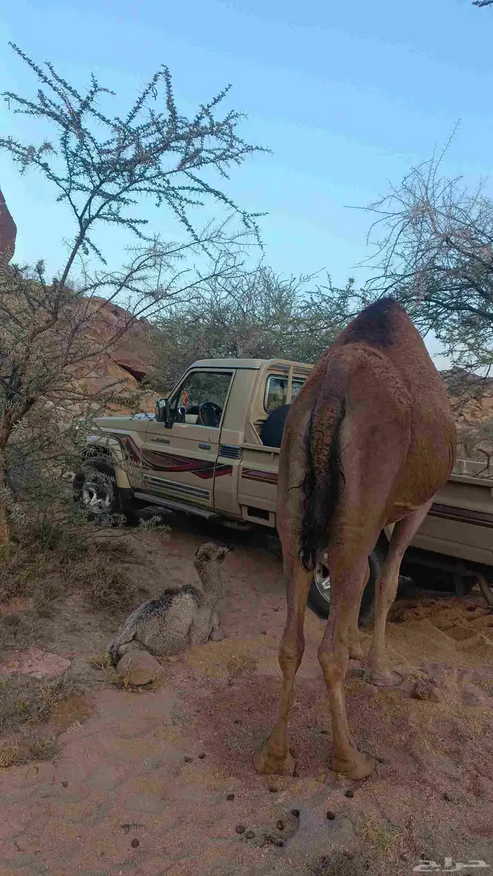 خلفه طيبه حمرا 0