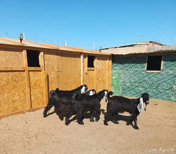 جفارعوارض طيبات العدد6 على السوم 3