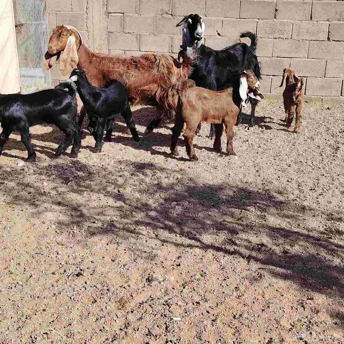 معزه العدد 2 حدرهن كل وحده توم عوارض سن سدس ديد سلم 1