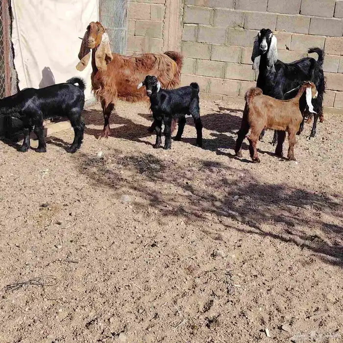 معزه العدد 2 حدرهن كل وحده توم عوارض سن سدس ديد سلم 0