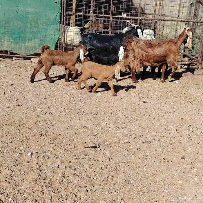 معزه العدد 2 حدرهن كل وحده توم عوارض سن سدس ديد سلم 3