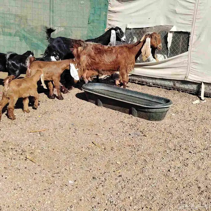 معزه العدد 2 حدرهن كل وحده توم عوارض سن سدس ديد سلم 2