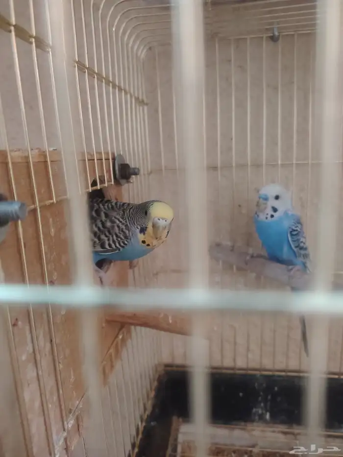 جوز بادجي مع ثلاثة فروخ 1