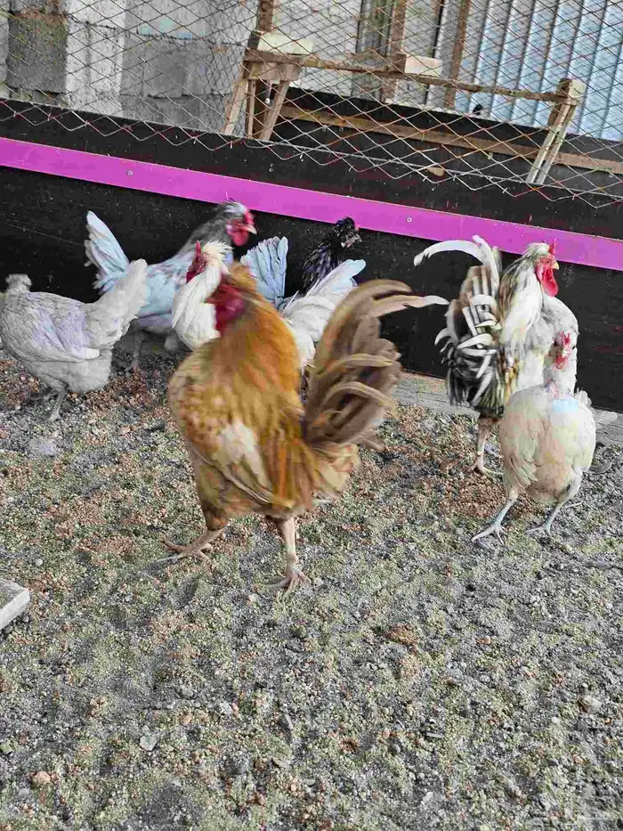 دجاج عربي كويتي هزاز 1