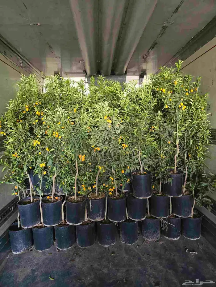 من تحميل اليوم 5 11. اشجار الحمضيات 3