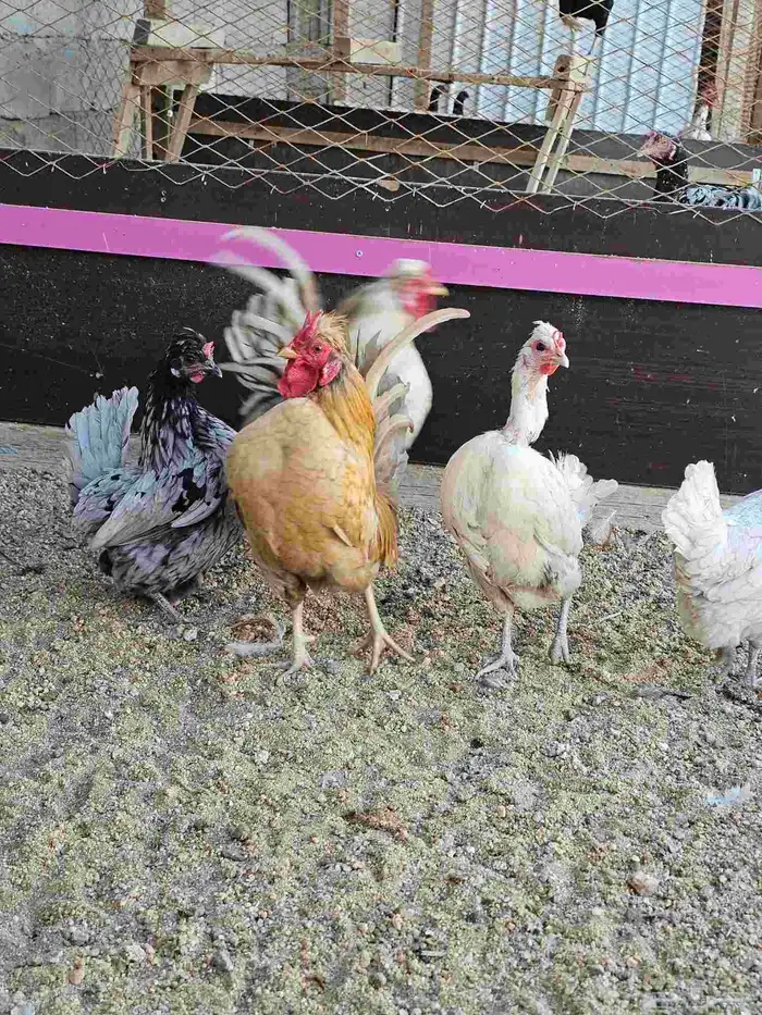 دجاج عربي كويتي هزاز 5