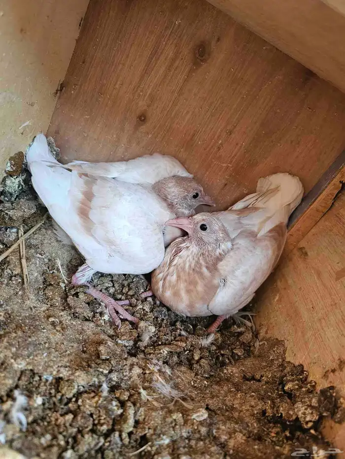 زغاليل فرنسي وزاجل ذبح 8