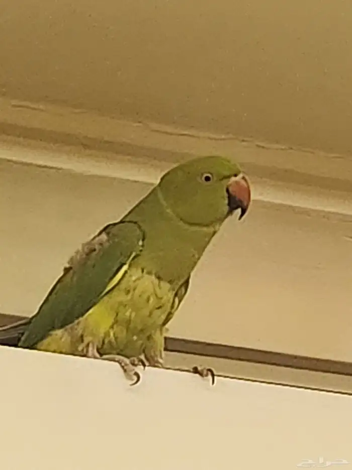 للبيع درة انثي 3