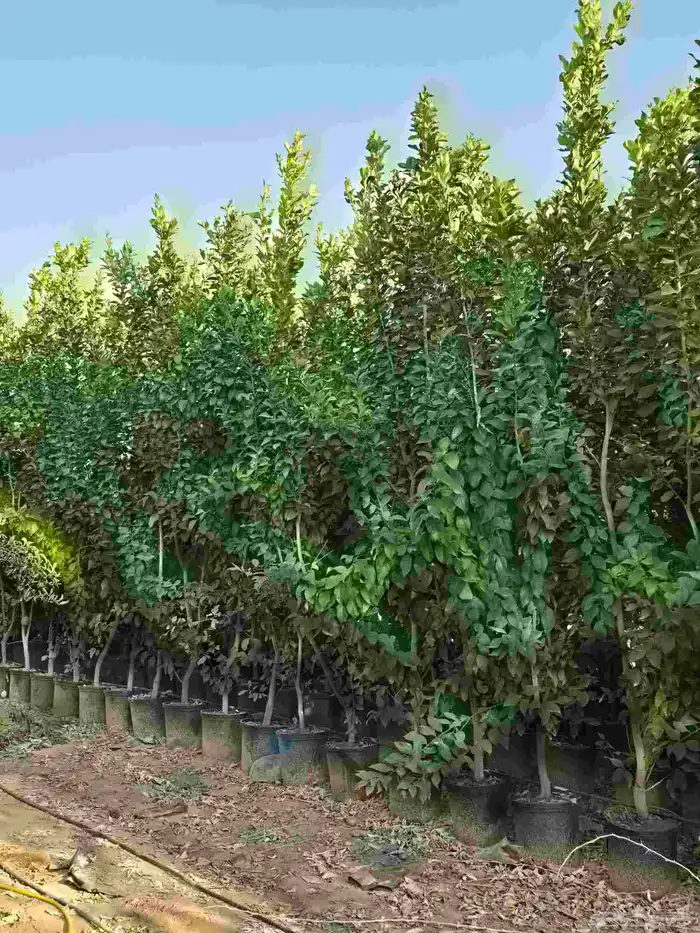 اشجار حمضيات 0