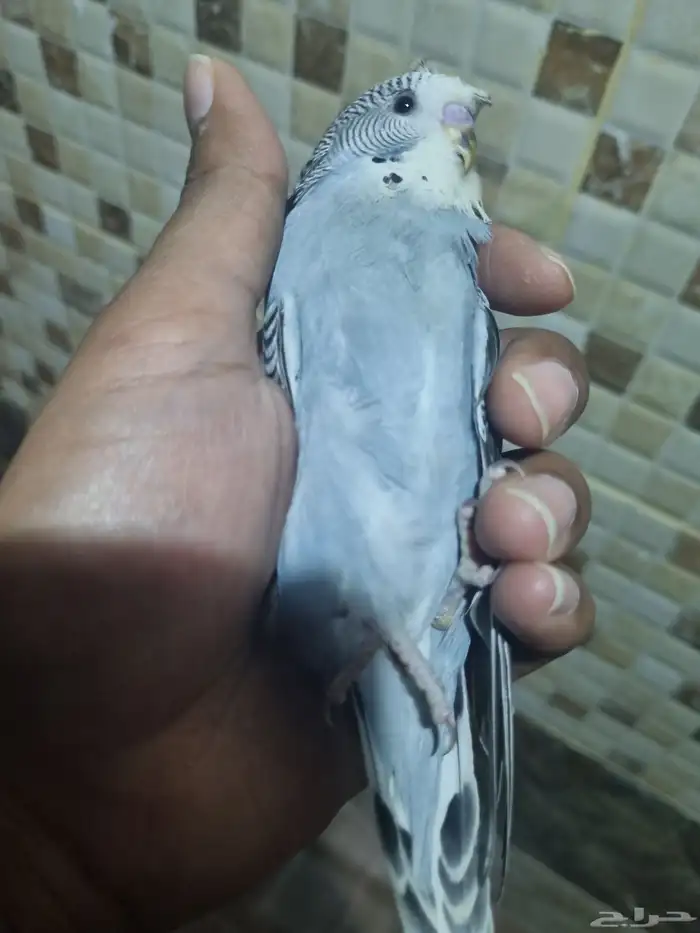 فرخ انجليزي اليف 3