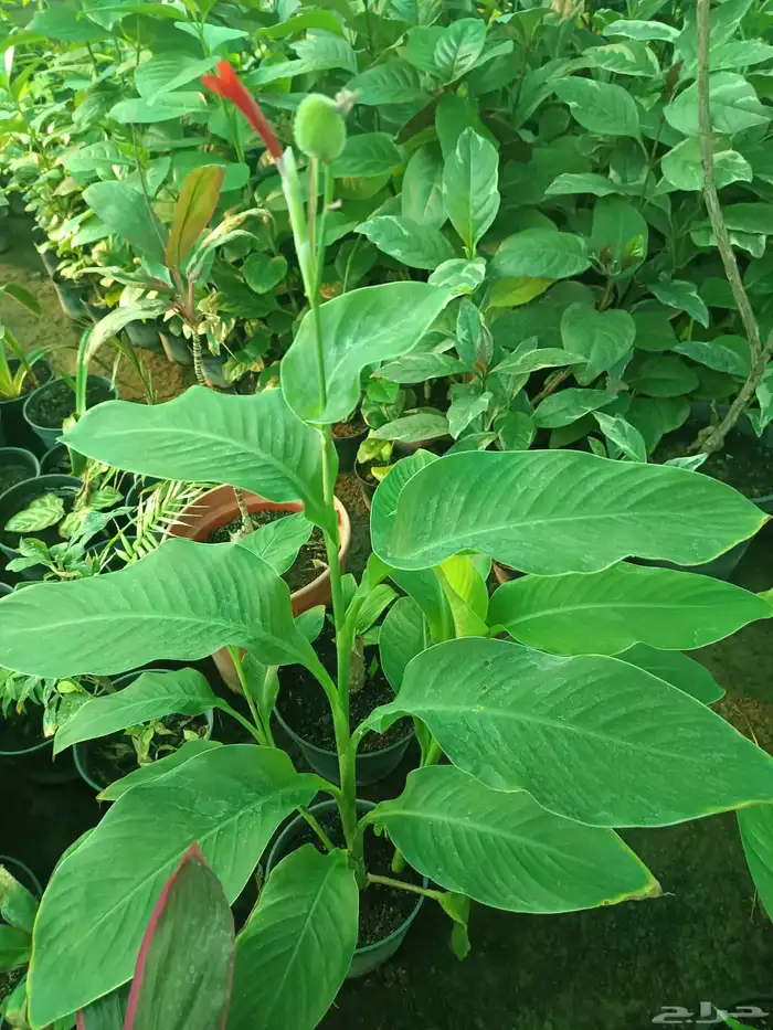 اجمل النباتات الداخلية 6