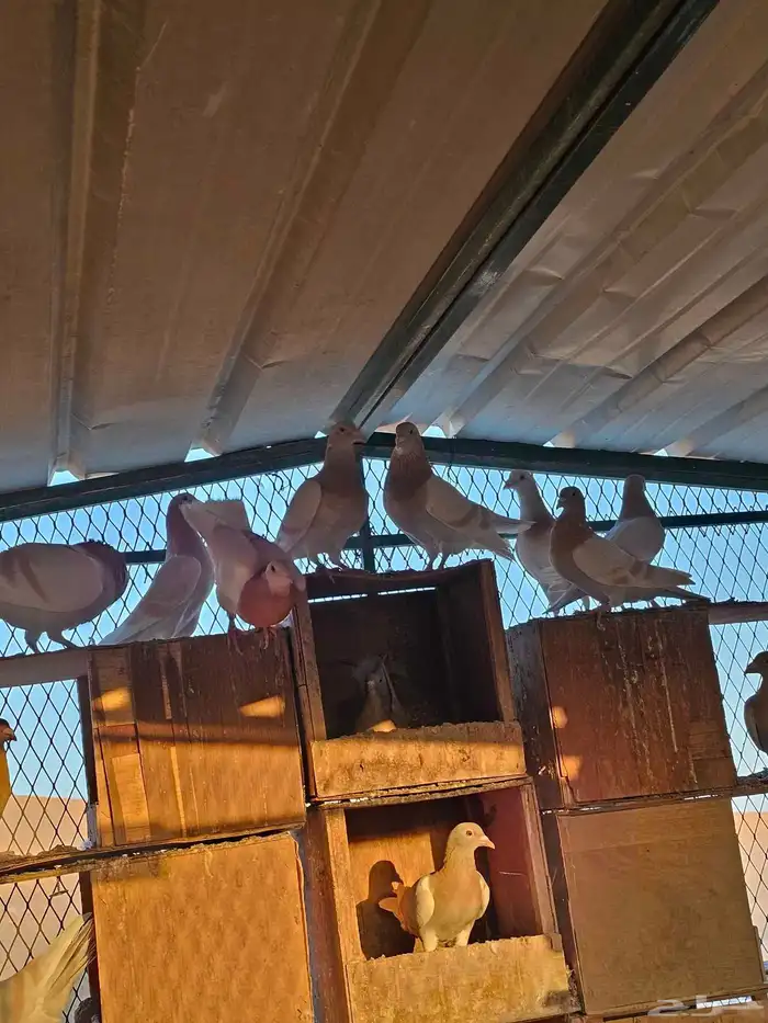 زغاليل فرنسي وزاجل ذبح 10