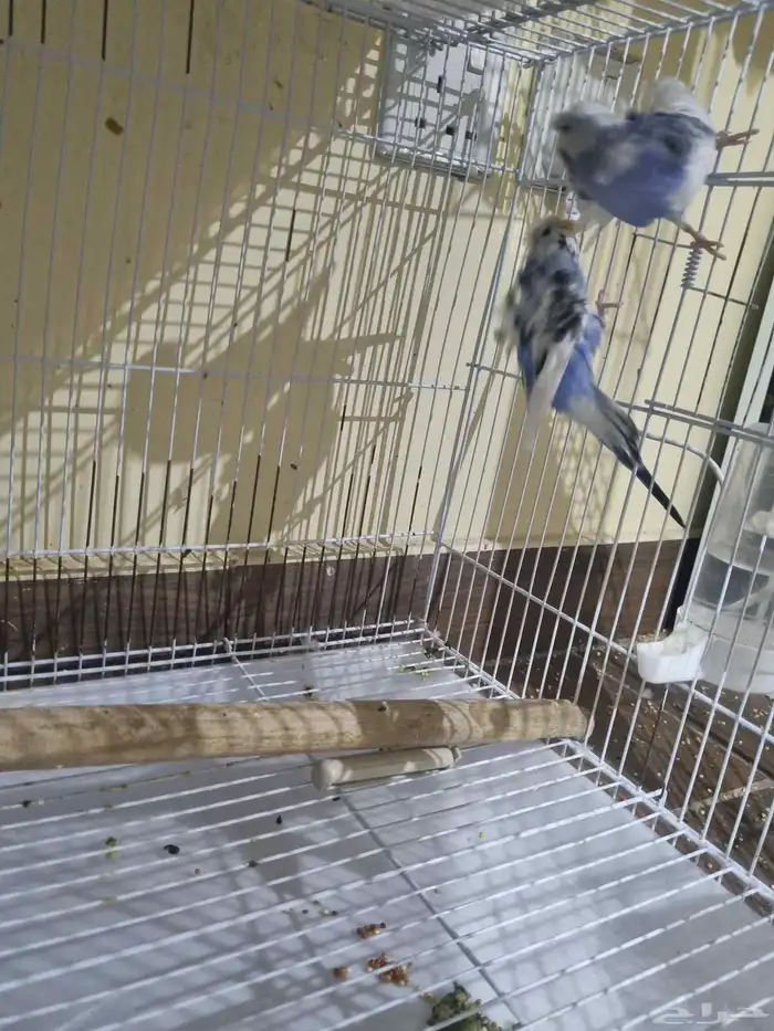 جوز بادجي هوقو 2