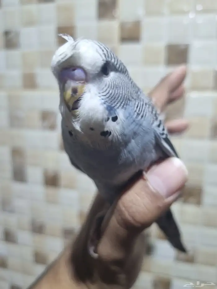 فرخ انجليزي اليف 1