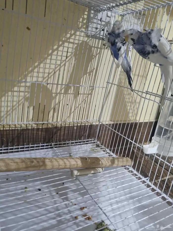 جوز بادجي هوقو 0